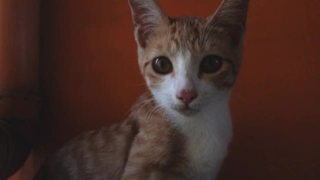 Cute cat video