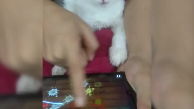Kitten🐱 setting on floor sher khan🔥playing non stop