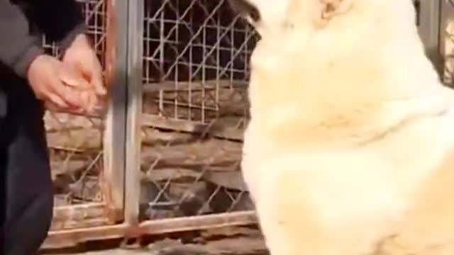 Dangerous dog and owner 🙀