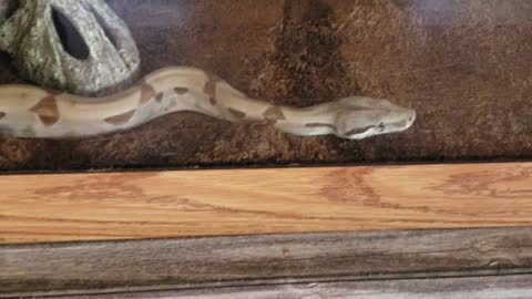 Both boas out