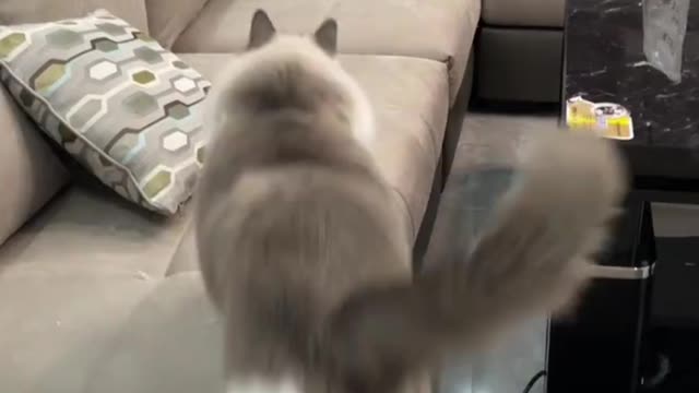 How funny is the super fat cat running