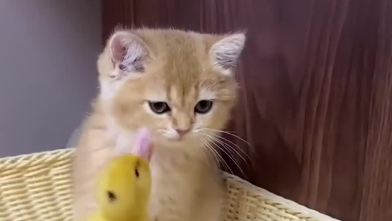 True Friendship
