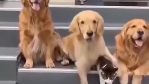 dog anf .LPpcat friends