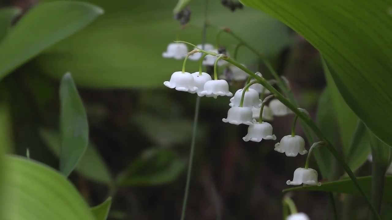 Silver Bells Flower || White Flowers || lotus MUsic