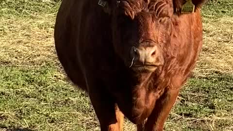 Cute old cow！🦬