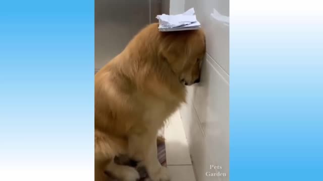 Best Funny Pet Videos Of The - Cute