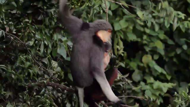 Do you know about one of the most colorful endangered monkey in the world?