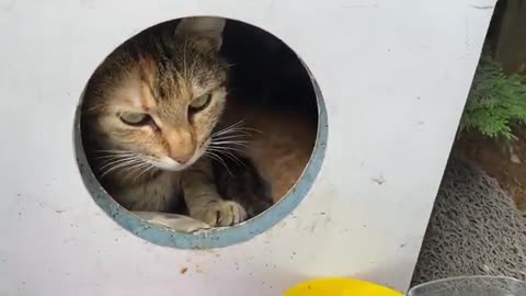 Mother cat and newborn kittens. Kittens are very beautiful.