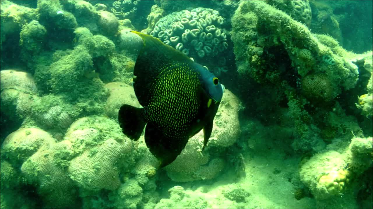 Coletânea de fotos sub, litoral brasileiro