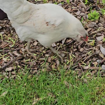 OMC! My little friend Whitey, See her run at the end! #chickens #running #shorts #hens #easteregger