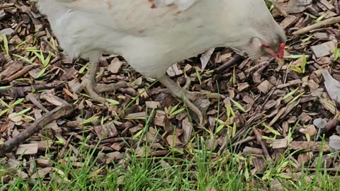 OMC! My little friend Whitey, See her run at the end! #chickens #running #shorts #hens #easteregger