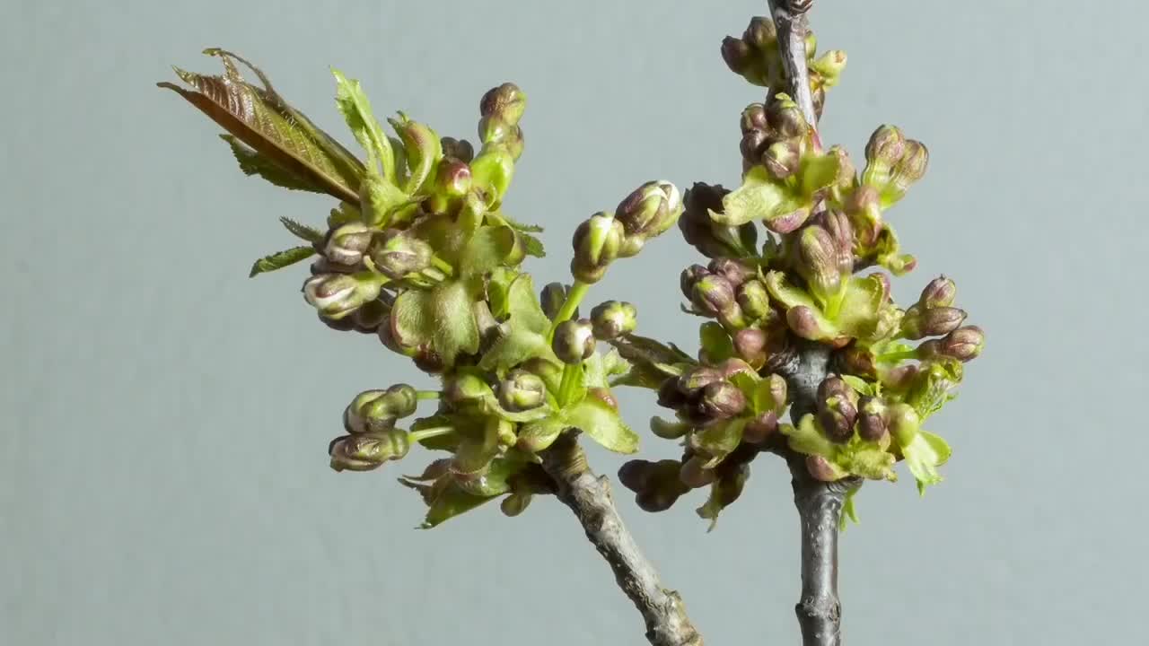 Blooming flower time lapse (part 2)