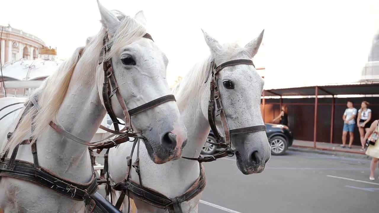 Two white horses. Portrait. On the street outside. City