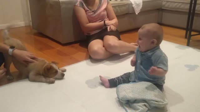 Excited Baby Meets Puppy for the First Time