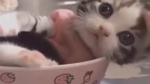 Cat loves to sit on owner's head while she works