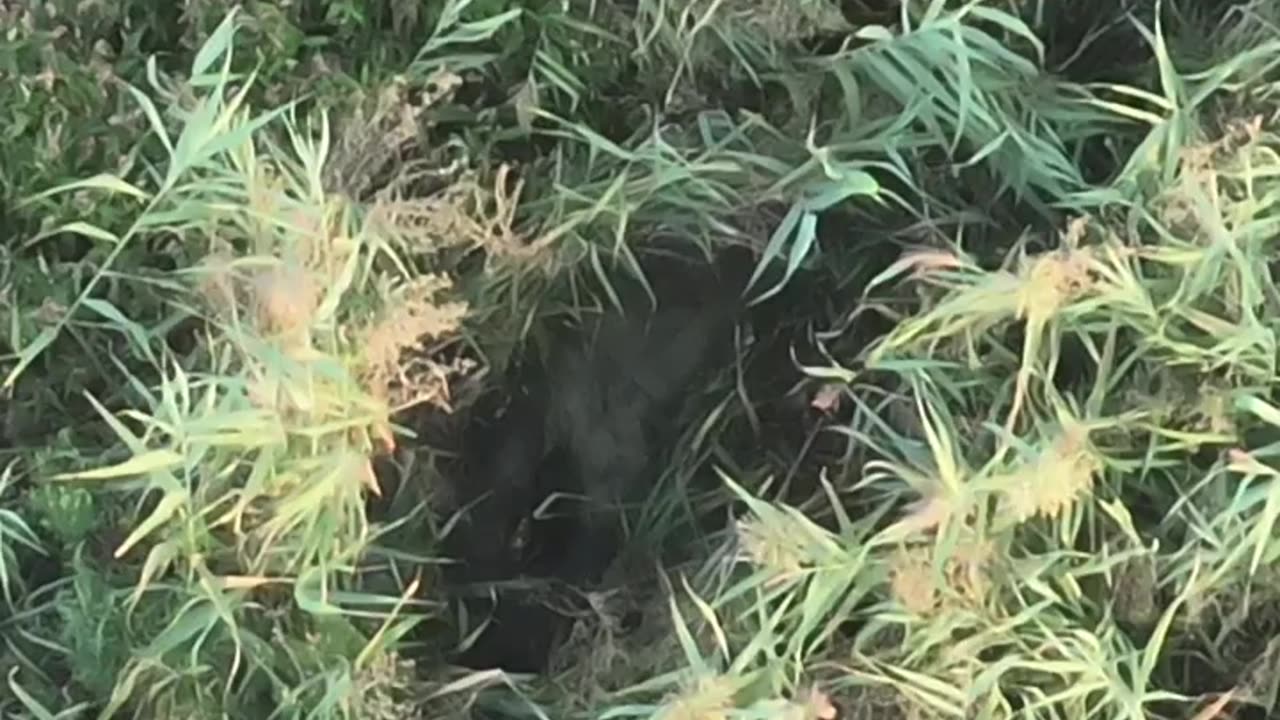 It Doesn't Take Much(Russian Soldier Stumbles into a Swamp)