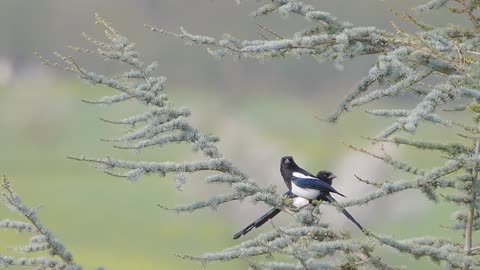 Male and Female Birds kissing