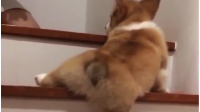 Help me hooman ,,