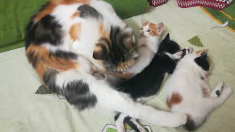 How Mummy Angila Cleans Her Kittens While Sleeping