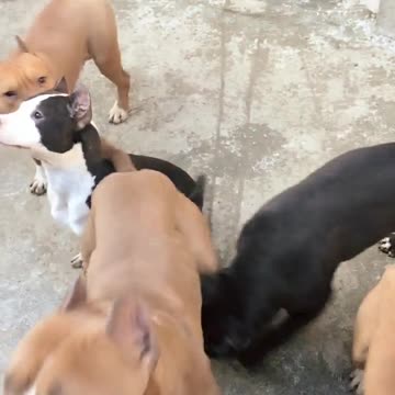 The dog runs around its owner