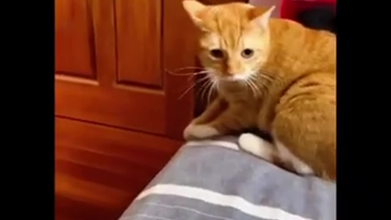 funny cat videos #13