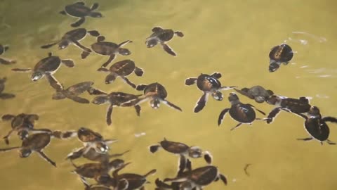 Baby turtles swimming in a pool at a turtle hatchery in Sri Lanka