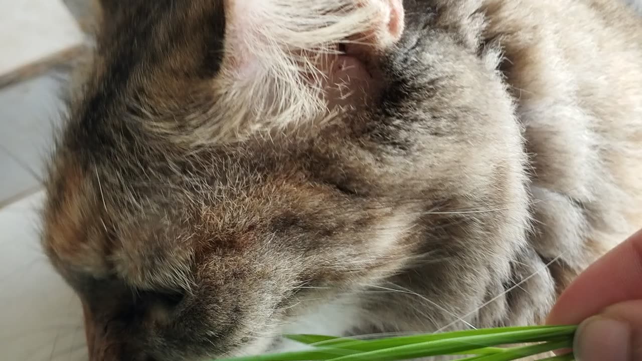 my Kitty's daily routine eating grass