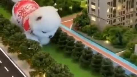 Cute and funny dogs 2021