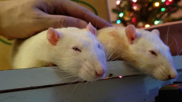 Wesker and Birkin enjoying some pets.