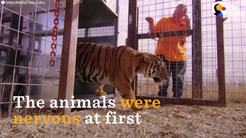 Animals Left To STARVE At Zoo Experience Love for the First Time | The Dodo