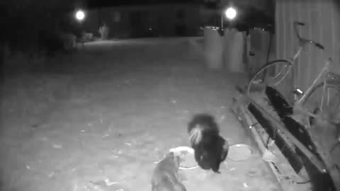 Skunk defends dinner