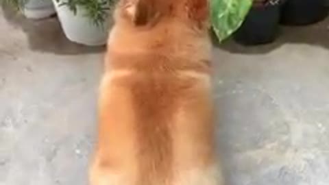 Worm eats leaves