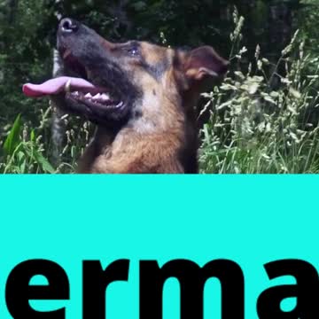 The Best Dog Breeds #shorts