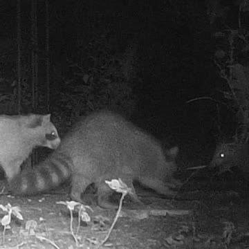 EA S34 - Curious Coon