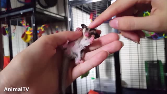 SUGAR GLIDERS FLYING FUNNY CUTE COMPILATION