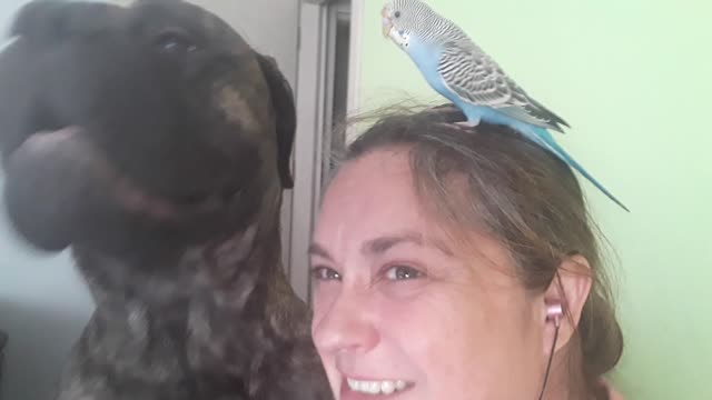 Needy Budgie and Bullmastiff interrupting my work!