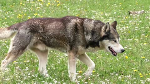 The amazing Husky. So beautiful