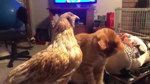 The animals play with humans with great fun almost worth-watching.
