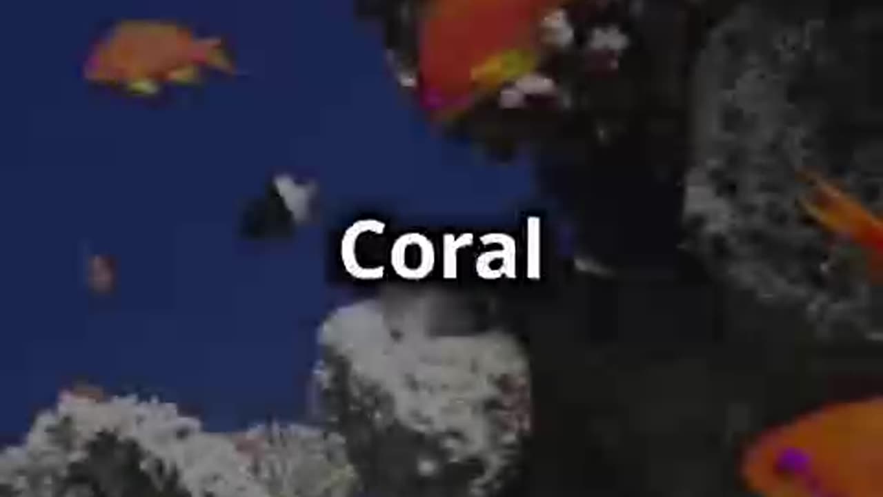 Coral Reef