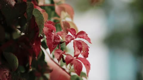 Red autumn leave