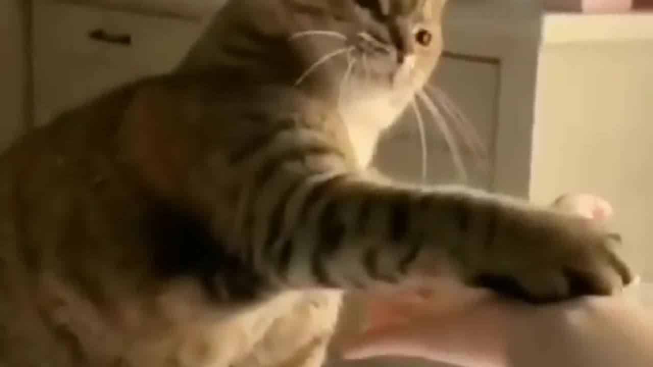 Cat funny video part 1