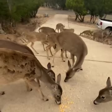 funny|prank|jokes|funny jokes|dad jokes|funny memes|funny video|fun|laughing|funny animal|knock