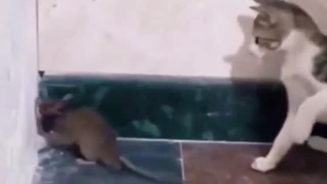 Funny cat beating rat 🐀 🤣🤣