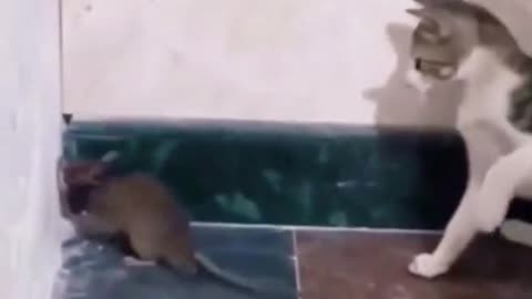 Funny cat beating rat 🐀 🤣🤣