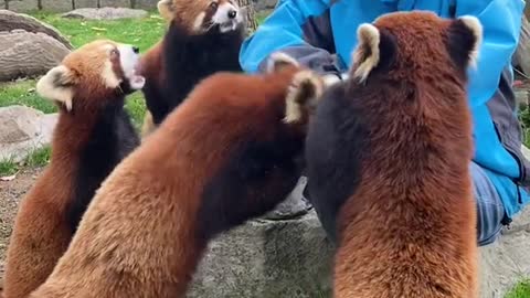 The red panda