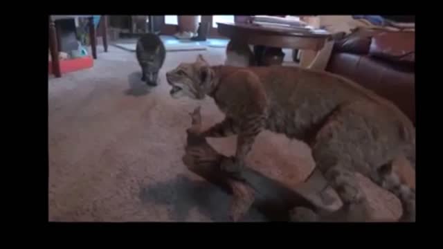 funny cat puts her hands up high!