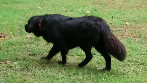 Newfoundland Dog Stalking Squirrels