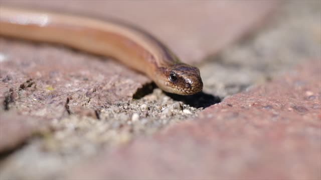 Snakes Movement captured