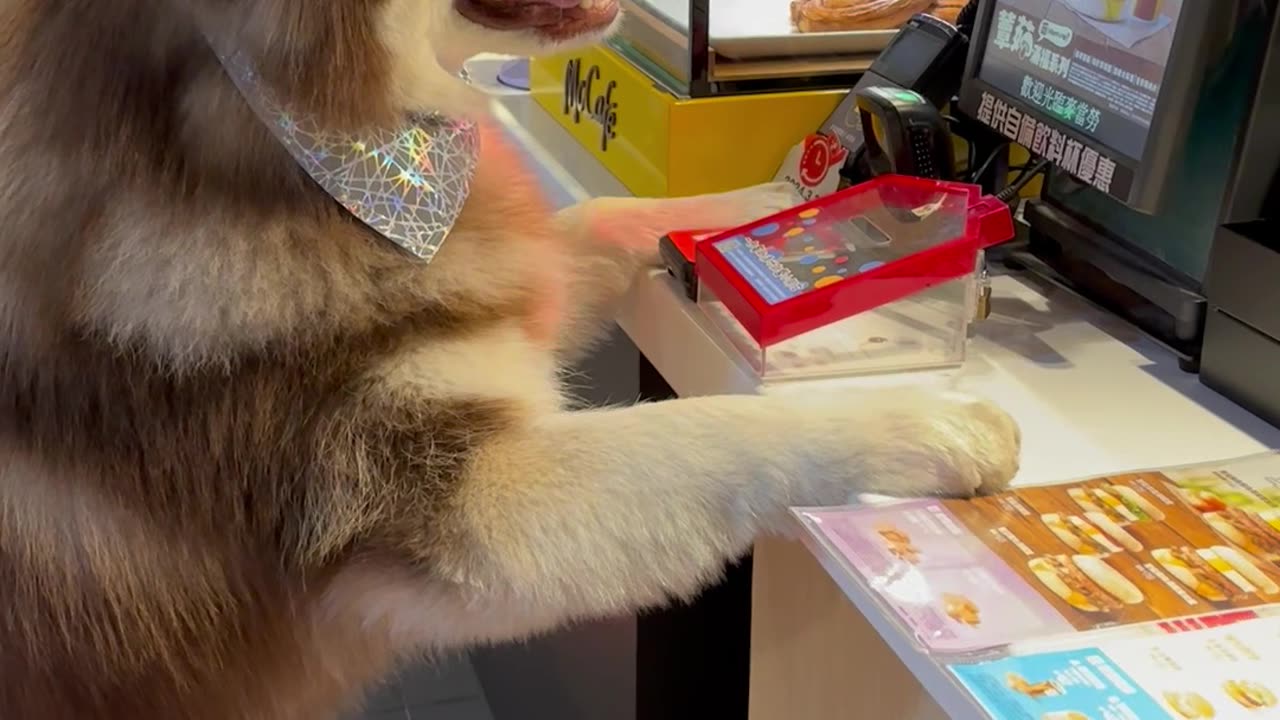 Friendly Dog Samples Chicken Nuggets