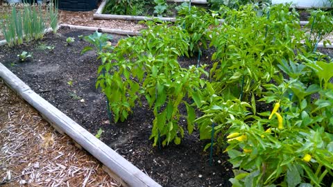 How to harvest green chili